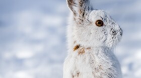 Snowshoe Hare Winter Coat