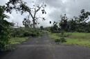 Massive trees were toppled by high winds last Saturday night on 'Ulupalakua resident Lily Diamond's property.