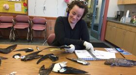 Unalaska resident Meg Thomson-Dean practices identifying seabird species by their wings. The training, held Oct. 4, was hosted by the Coastal Observation and Seabird Survey Team (COASST), based at the University of Washington. (photo by Hope McKenney/KUCB)