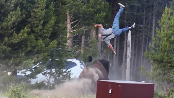 Washington resident Carl McDaniel reaches about eight feet in the air after being struck by a bison near Yellowstone Lake on July 10, 2026.