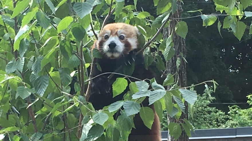 One of the 2 Red Pandas now at the Seneca Park Zoo