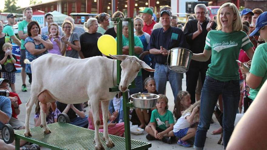 2015 State Fair Queen Mady Hayden, 20, fires up her hometown crowd at the Hendricks County Fair's celebrity goat-milking contest.