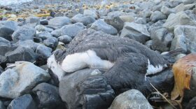 A dead common murre found in Kodiak during a seven-month beach survey (Photo by Robin Corcoran/USFWS)