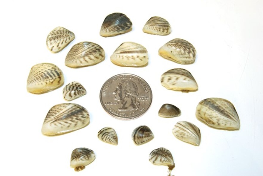 Quagga mussels