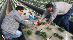 Tapan Pathak, left, is a research specialist with the University of California Cooperative Extension and UC Merced focusing on climate adaptation in agriculture.