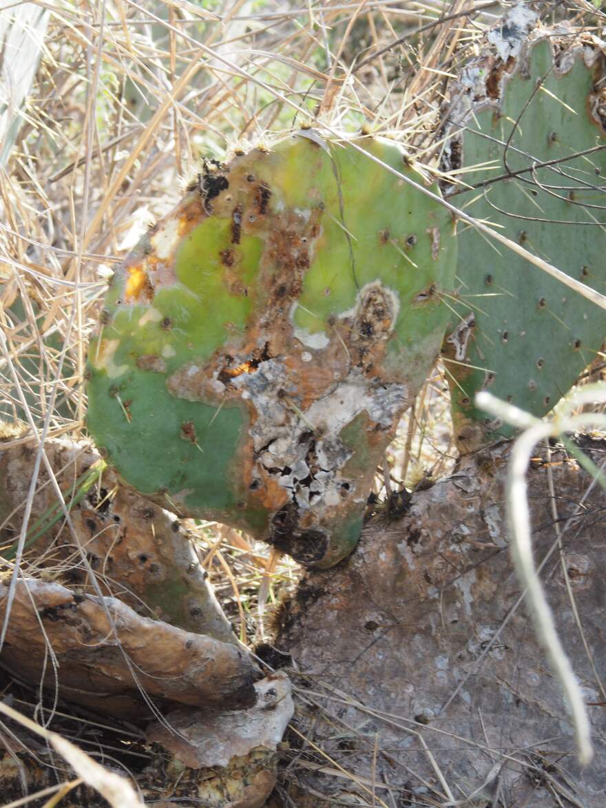 A prickly pear cactus pad heavily infested with cactus moth larvae. The orange goo coming out of the holes in the pads is poop from the larvae. This type of damage is indicative of cactus moth infestation.