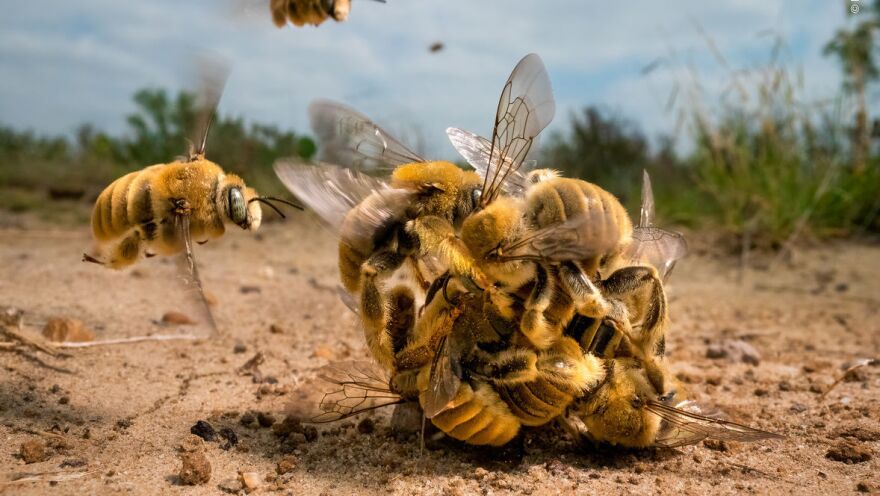 Karine Aigner/Wildlife Photographer of the Year