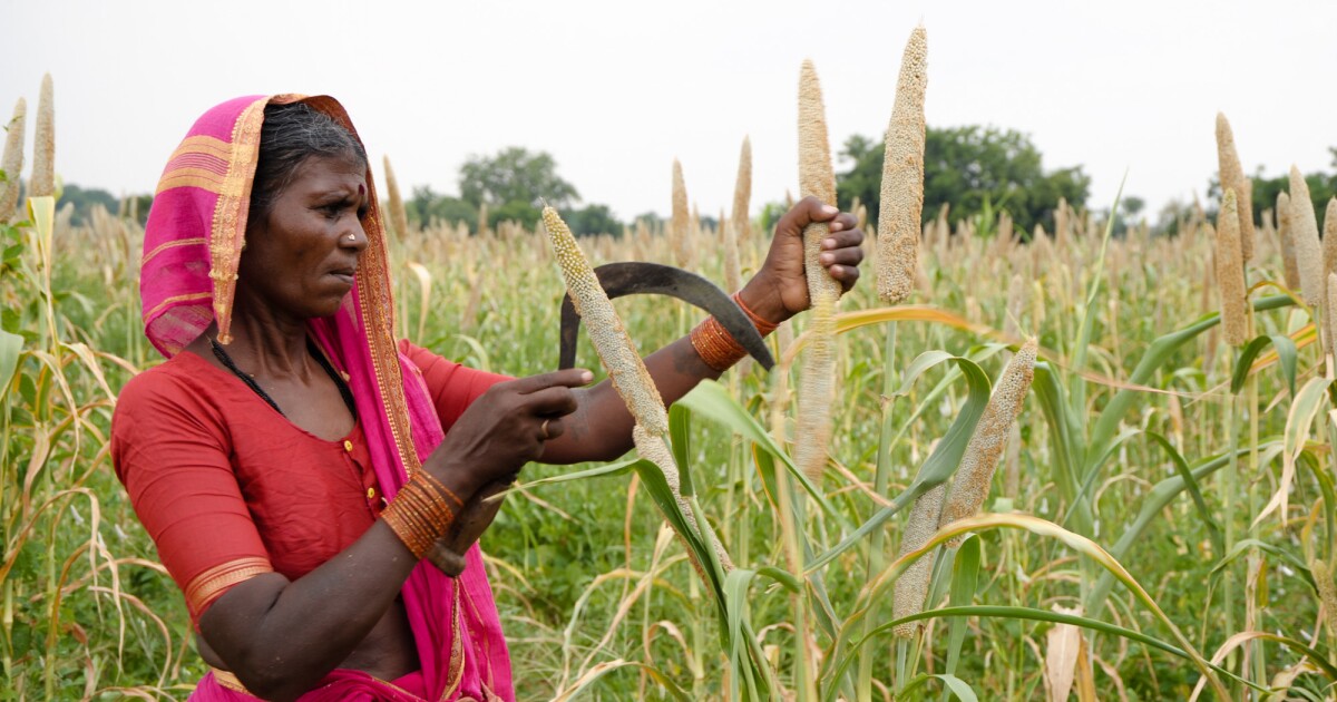A Forgotten Group Of Grains Might Help Indian Farmers And