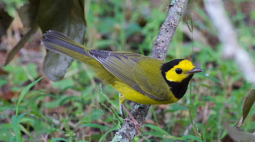 A Hooded warbler