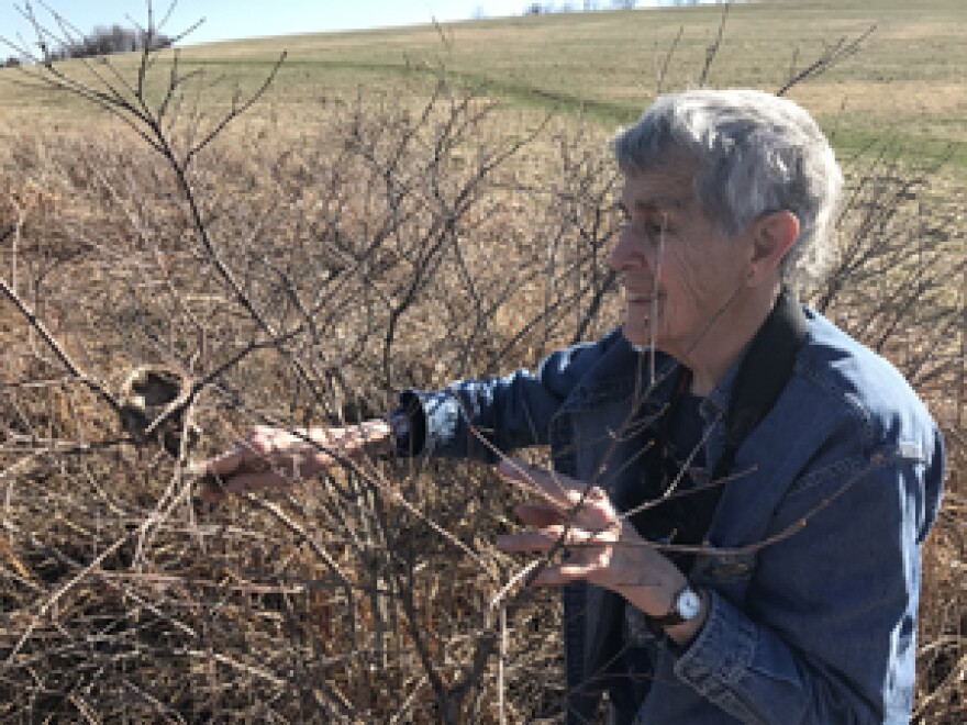 Elizabeth Grace examining a warbler nest