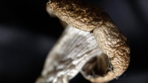 Closeup of a mushroom