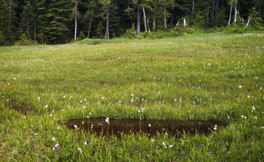 Members of professor Sean Graham's lab conducted field research and turned up the fascinating flowers in this bog just outside Vancouver, Canada at Cypress Provincial Park in British Columbia.