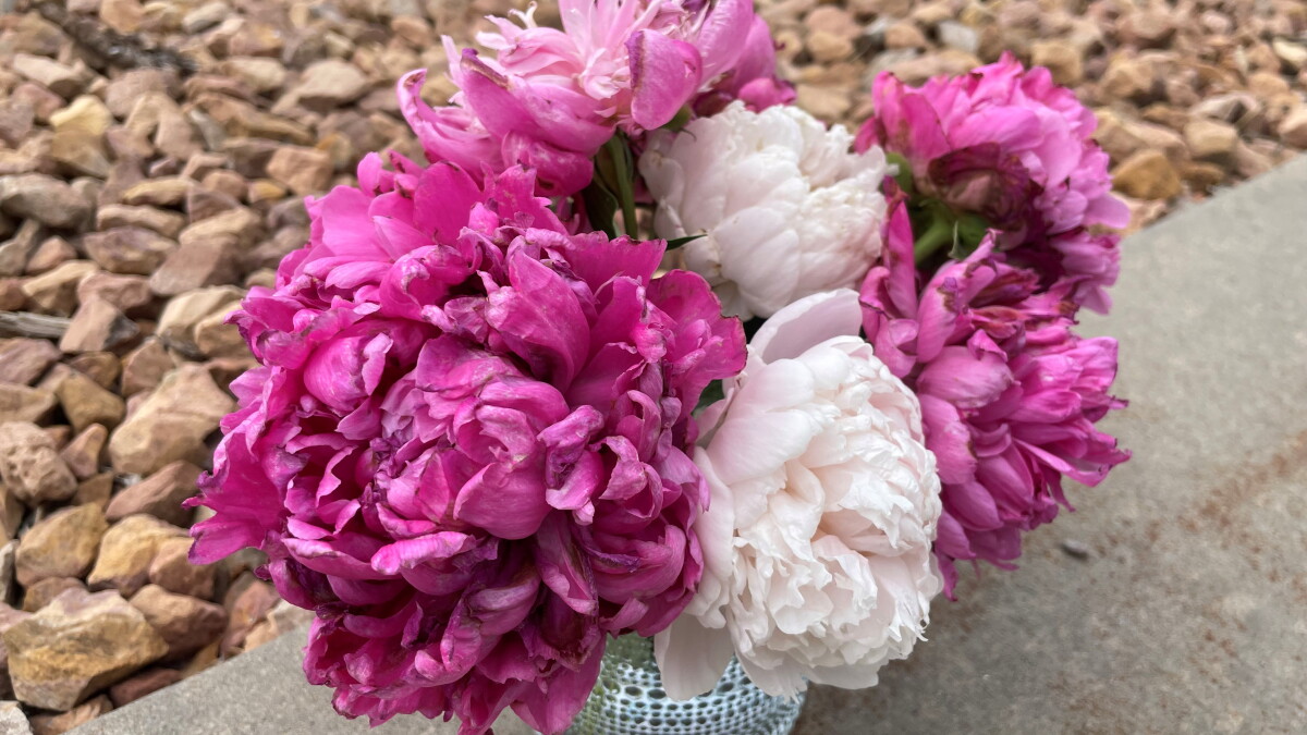 Growing bright & healthy peonies - Vimarsana News