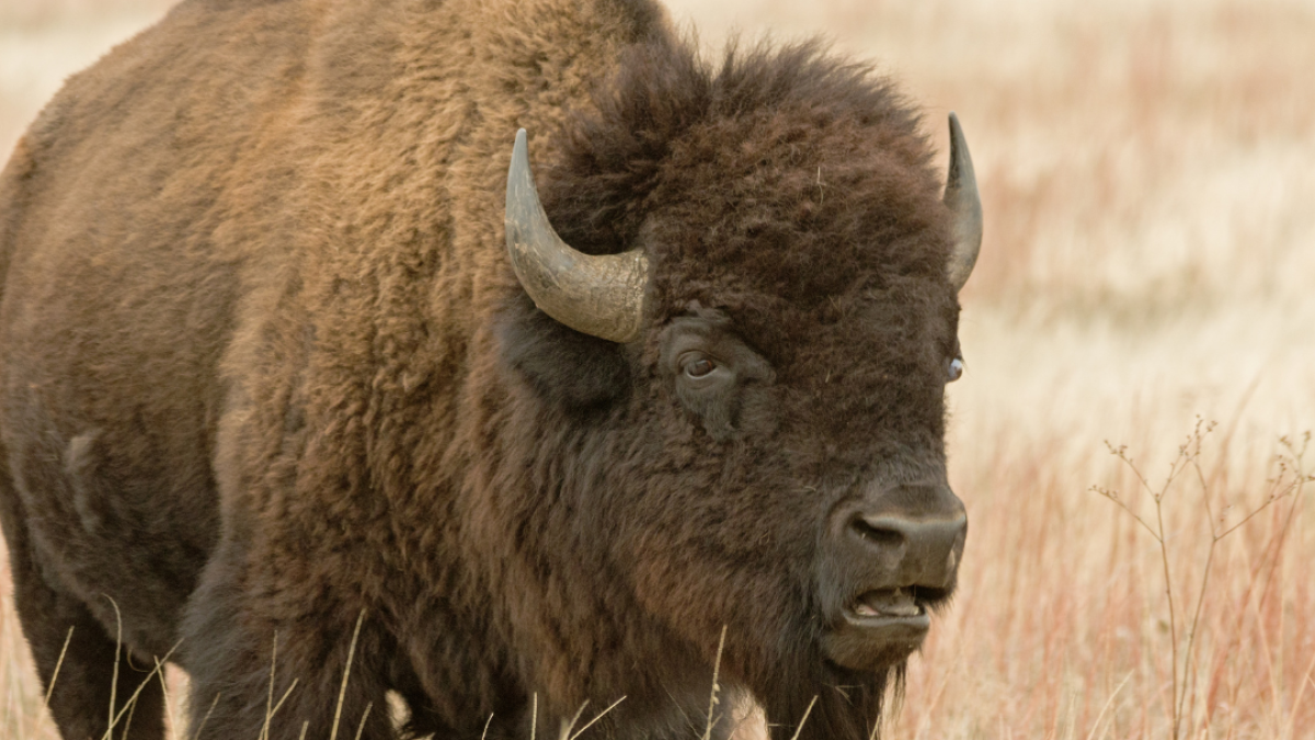 Where to See the American Buffalo Up Close in Kansas - Vimarsana News