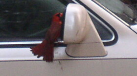 Cardinals recognize their own image as an intruder.