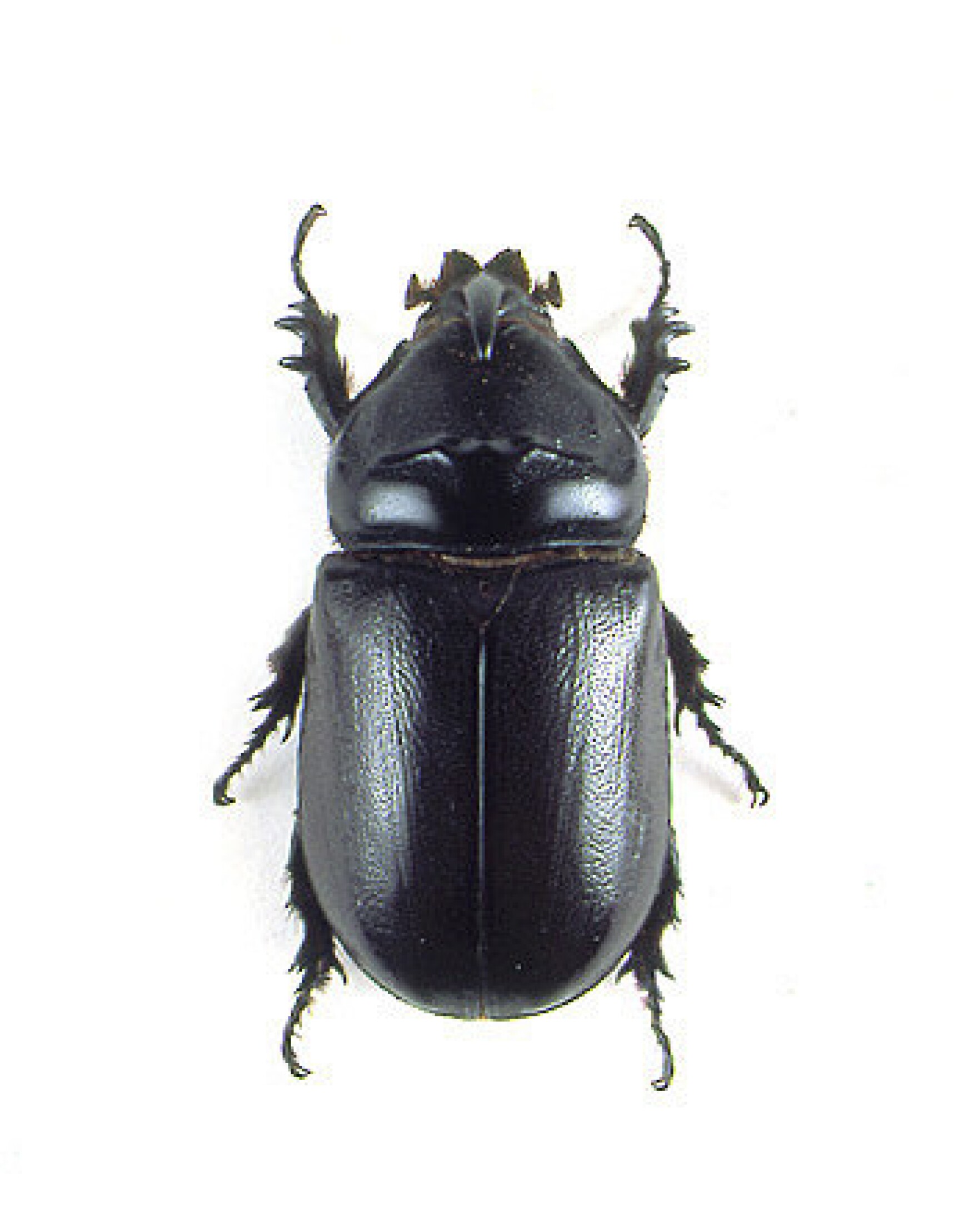Bytemarks Café Coconut Rhino Beetle Update Hawai'i Public Radio