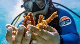 In 2023, a University of Miami Rosenstiel School scientist collects healthy coral off Key Biscayne as part of an research effort to better understand the heat tolerance of certain coral species and genotypes during bleaching events.