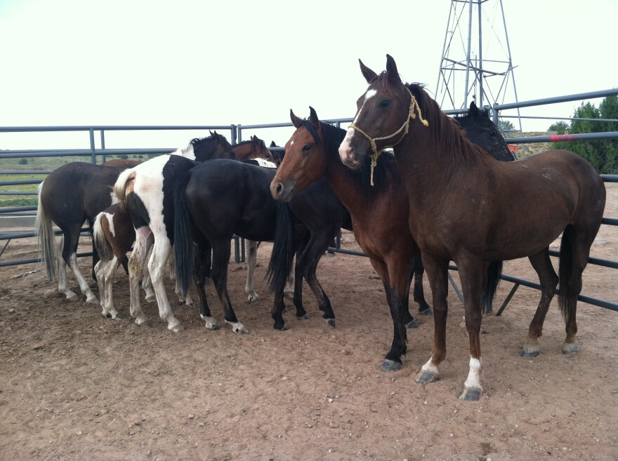 A History Of Horse Slaughter In The United States