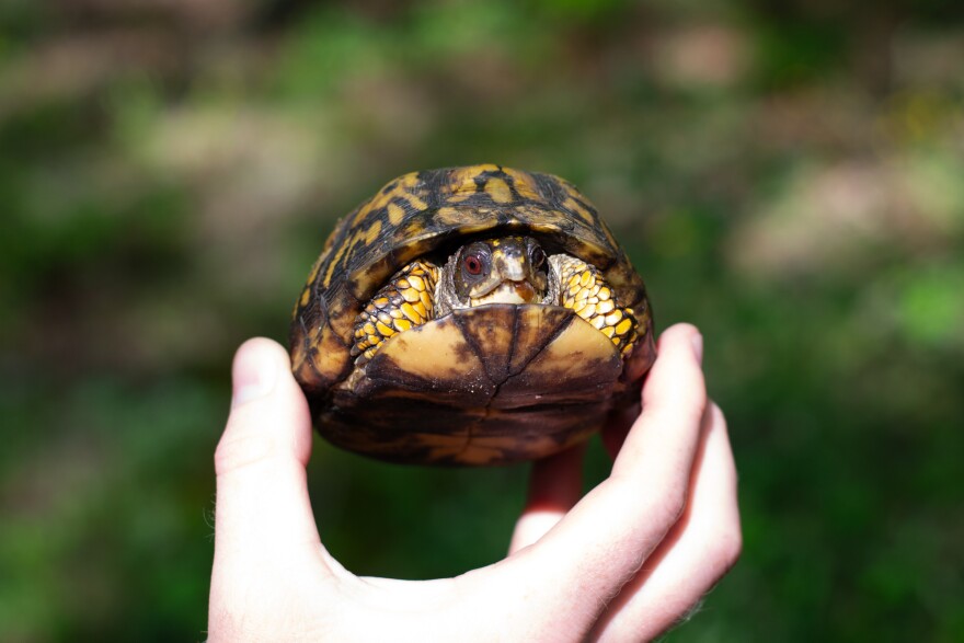 Box turtles, while also facing threats, are still more common than wood turtles.