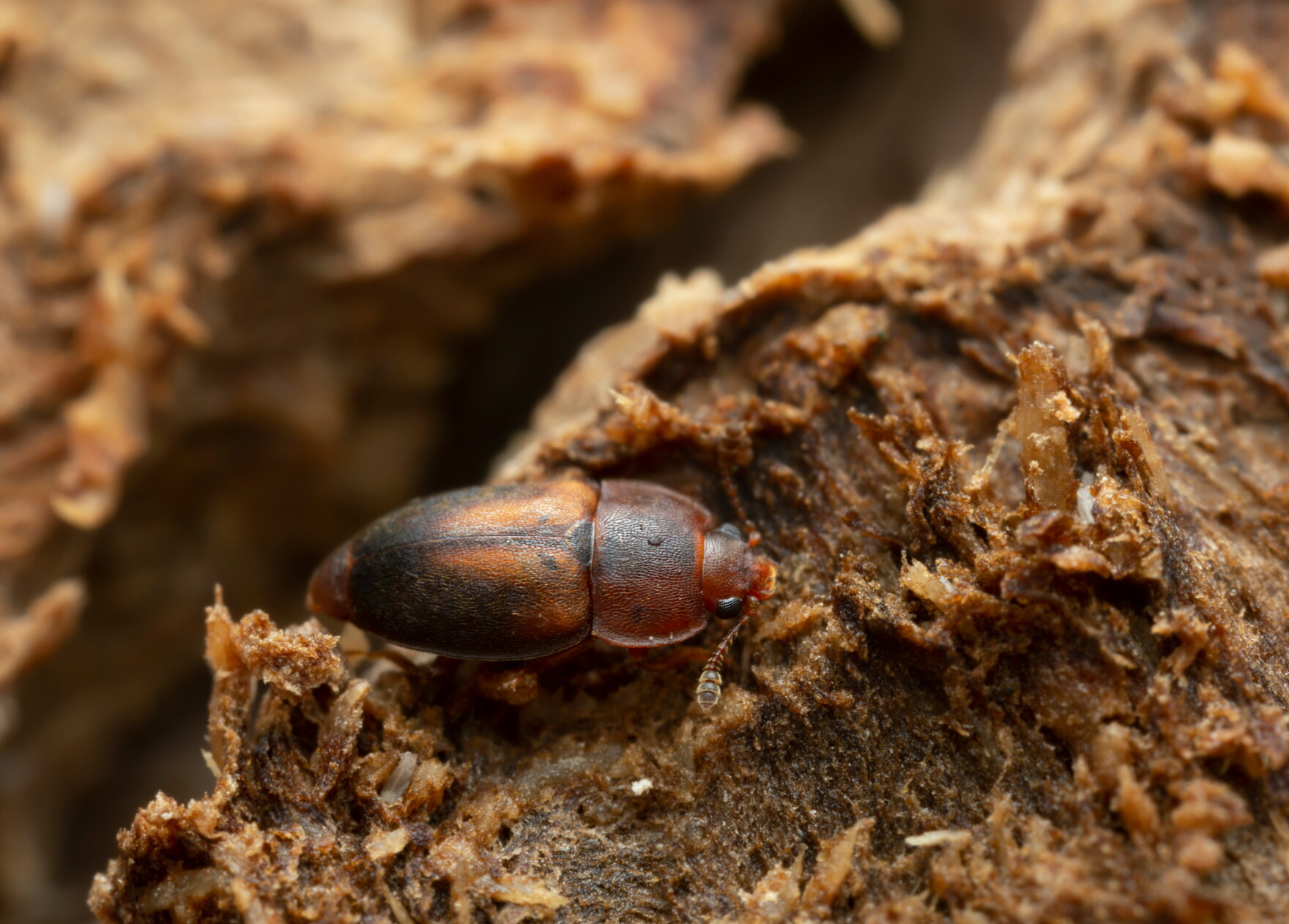 Now is the best time to prune your oak trees to avoid oak wilt