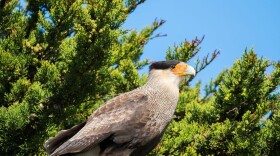 Crested caracara (Martin Zwick/REDA&CO/Universal Images Group via Getty Images)