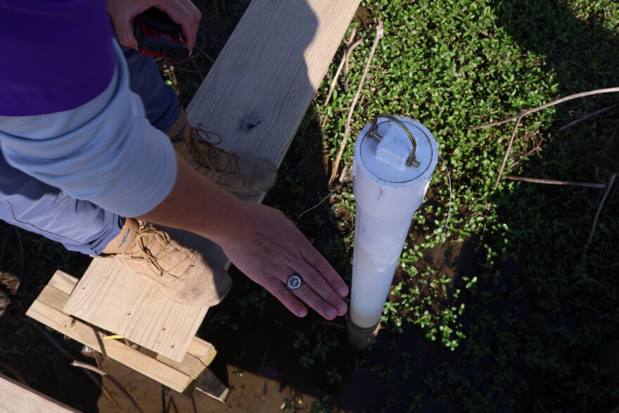 Ivan Vargas-Lopez measures his hand against a PVC pipe used to measure sediment accumulation, data that helps researchers understand how Wax Lake Delta builds land.
