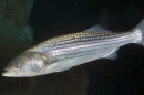 Striped bass are likely to begin their fall migration after this weekend's big storm passes.