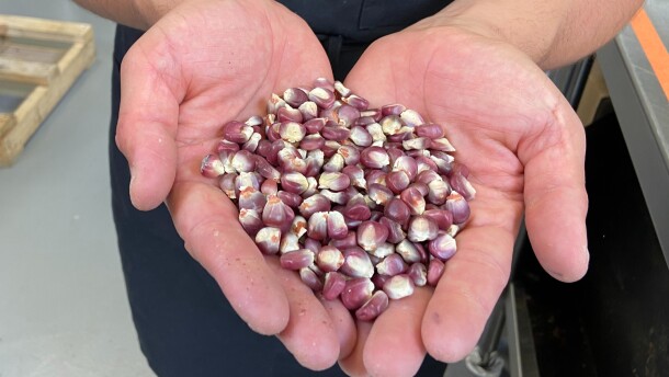 Mexico has dozens of native corn varieties, including this Bolita Belatove from Oaxaca, which Emmanuel Galvan holds. Galvan works with heirloom corn varieties and says he understands President Andrés Manuel López Obrador's reasoning for banning GMO corn.<br/><br/> 