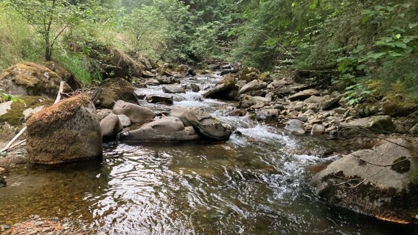 Trestle Creek is one of the most important bull trout spawning streams in the Pend Oreille Basin.