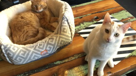 cat-lounge-kitty-kittens-milwaukee-wisconsin