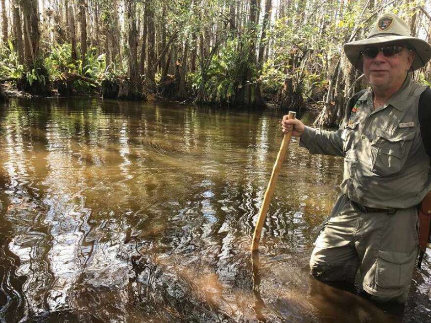 Wayne Rassner, board chair of the South Florida National Parks Trust, shows off an alligator hole in a cypress dome at the heart of Everglades National Park. Photo by Kate Stein, WLRN