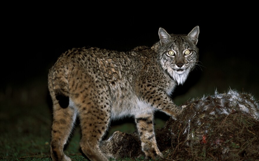 Wild! Spain's Last Lynx
