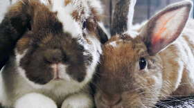 Photo credit: Denika Robbins, Orlando Rabbit Care and Adoptions