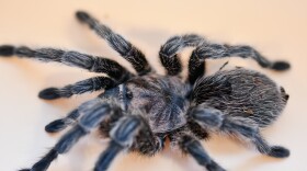Ms. Bonnie, the 13-year-old rose hair tarantula from the insect zoo pictured on a white background. 