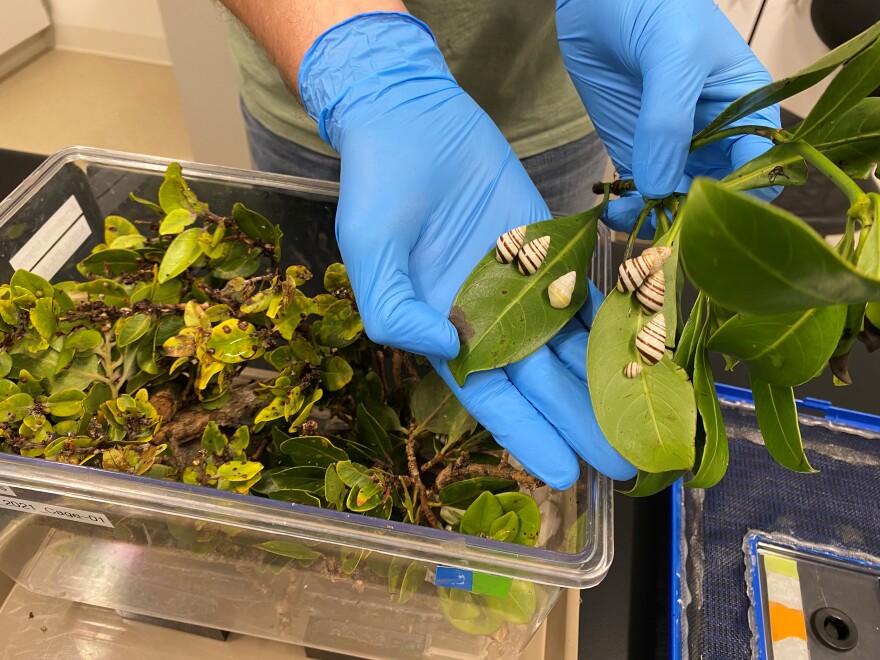 Snails in the Department of Land and Natural Resources' lab.