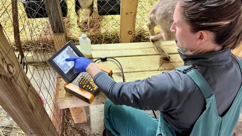 Amanda Wagner, a veterinarian in rural Ohio, performs an ultrasound on Nala the goat.