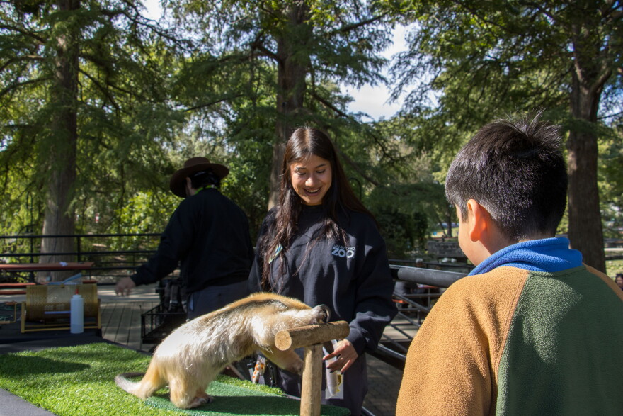 A San Antonio Zoo staff member shows off one of the zoo’s animals during the annual NICU Family Reunion at Brackenridge Park on Sunday, Oct. 18, 2026.