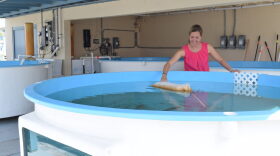 Catherine Eastman, sea turtle program coordinator, stands surrounded by tanks that will hold incoming sea turtle patients. The tanks must be individually filtered in order to have a quarantined environment for sea turtles with the Fibropapillomatosis (FP) virus. CREDIT