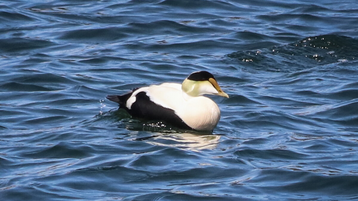 Two years after Brunswick PFAs spill, high levels of PFAs detected in Harpswell birds