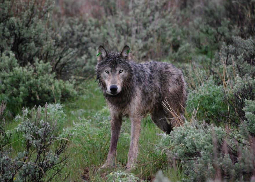 Oregon's first radio-collared wolf is pictured here just after their release on May 3, 2009.