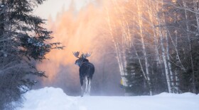 Bull Moose by Brent Cizek 