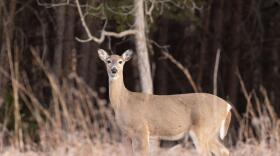 A doe stares at the camera while standing in a field of dried grass.
