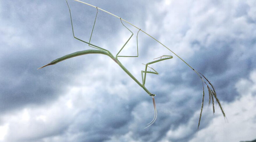 Brunner's Mantis