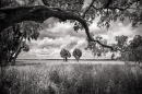 A black and white image of a large oak tree in a feel, with large cabbage palm trees in the distance and massive white clouds. 