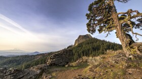 A landscape view of forested hills. There's a large mountain mahogany tree on the right side. And in the center is a large rock outcropping.