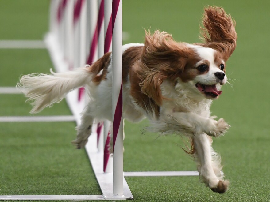 A dog seeks to lick the competition.
