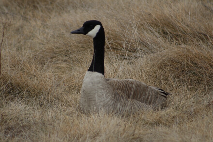 Canada goose sits in dry grass