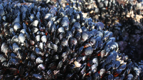 Bodega Bay mussels