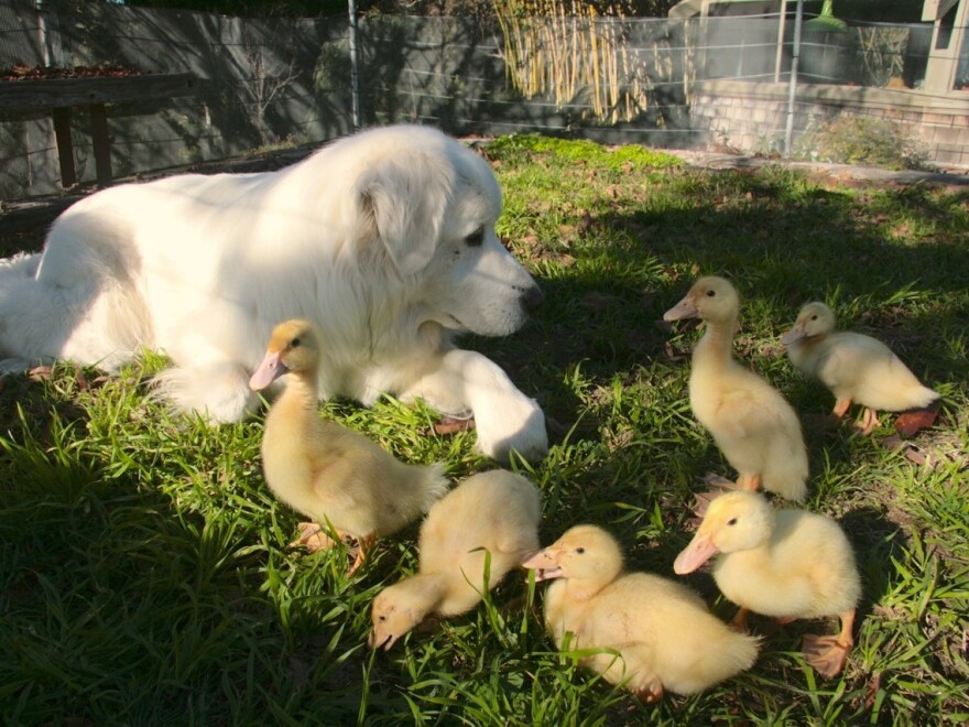 On Daniel Paduano's farm, the ducks and the dog are part of the family.