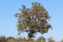 Mpingo wood gains remarkable stability from the layer of sapwood that divides its bark from its inner hardwood.